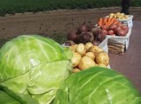 Отборные картошка, морковь, свекла, капуста и другие овощи от поставщика в Алтайском крае / Кострома