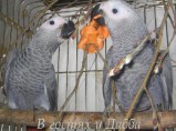 Жако и Амазоны птенцы выкормыши говорящие от заводчика / Кострома